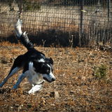 Entry image for Meggie