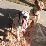 Entry image for Zucci, Bennett, and Addi