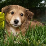 Entry image for Lucy