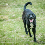 Entry image for Elvis