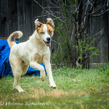 Entry image for Merlin