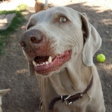 Entry image for Ostara 