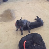 Entry image for Gipsy