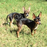 Entry image for Daisy & Dixie