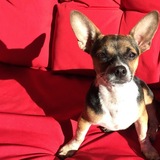 Entry image for Dixie