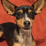 Entry image for Daisy