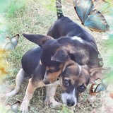 Entry image for Daisy & Dixie