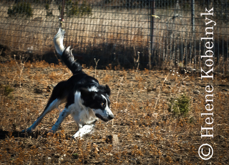 Entry image for Meggie. Clicking this image will show a larger photo