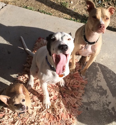 Entry image for Zucci, Bennett, and Addi. Clicking this image will show a larger photo