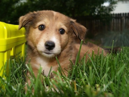 Entry image for Lucy. Clicking this image will show a larger photo