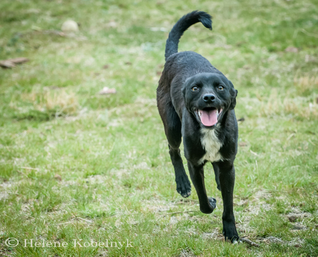 Entry image for Elvis. Clicking this image will show a larger photo