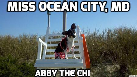 Entry image for Abby. Clicking this image will show a larger photo