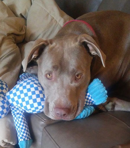 Entry image for Athena. Clicking this image will show a larger photo