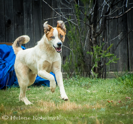 Entry image for Merlin. Clicking this image will show a larger photo