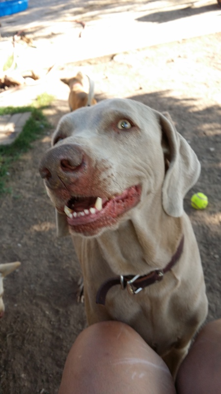 Entry image for Ostara . Clicking this image will show a larger photo