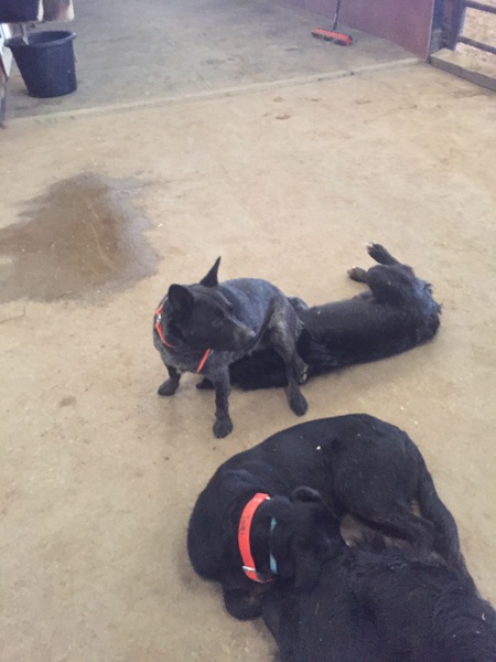 Entry image for Gipsy. Clicking this image will show a larger photo