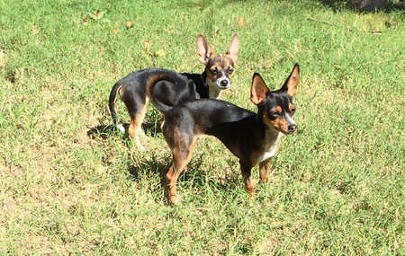 Entry image for Daisy & Dixie. Clicking this image will show a larger photo