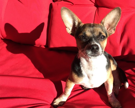 Entry image for Dixie. Clicking this image will show a larger photo