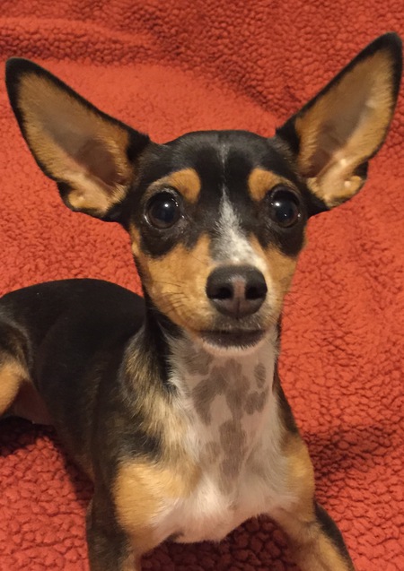 Entry image for Daisy. Clicking this image will show a larger photo