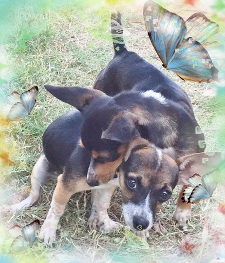 Entry image for Daisy & Dixie. Clicking this image will show a larger photo