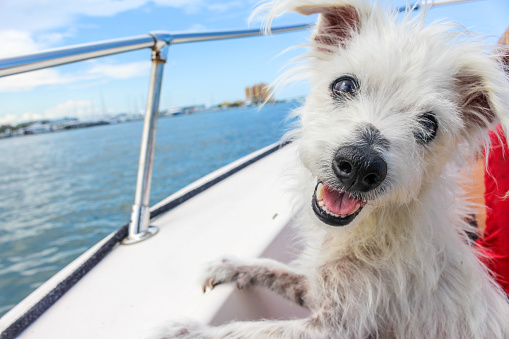 Yacht Dog