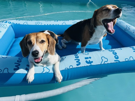 Bella and Boomer