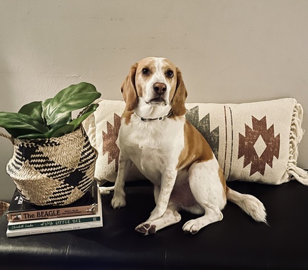 Cooper, a distinguished gentleman