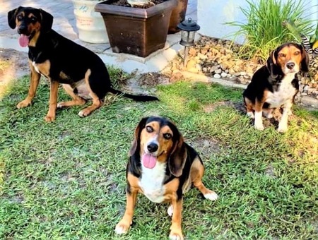 Teddy, Sonnie, & Bennie