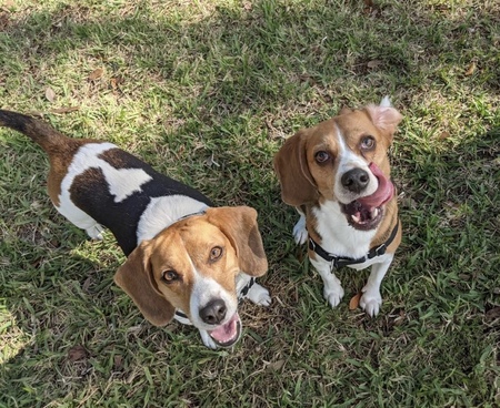 Bella & Boomer 