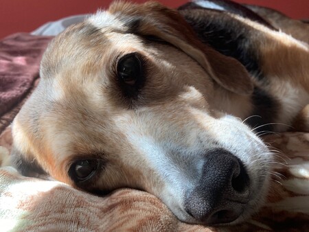 Penny