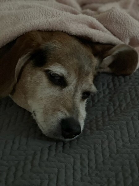 Bosco