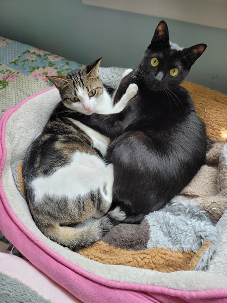 Katara and Kuro