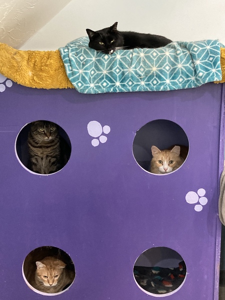 The Hollywood Squares Felines