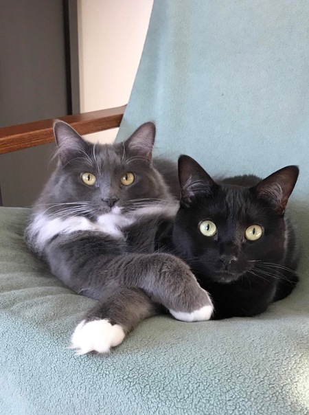 Lucy (black kitty) and daughter, Rikki