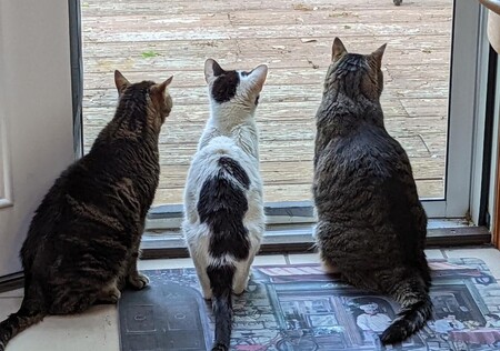 Topher, Garfunkle, and Milo (3 MWHS cats; RIP Garfie 9/22)