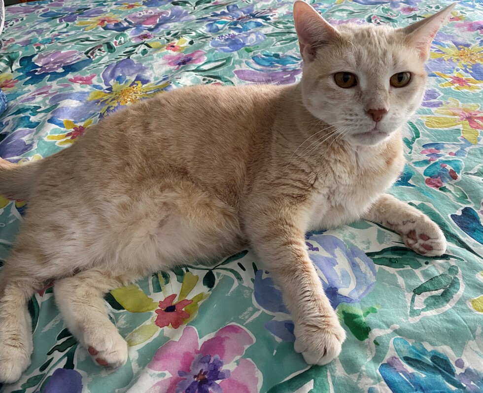 Vote for Miley MetroWest Humane Society 2023 Pet Calendar Contest
