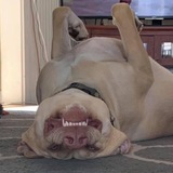 Entry image for Lucic