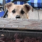 Entry image for Sofa Sofia