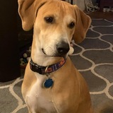 Entry image for Pedey