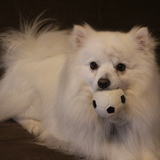 Entry image for Niko 