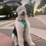 Entry image for Clover