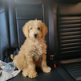 Entry image for Winston