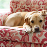 Entry image for Callie