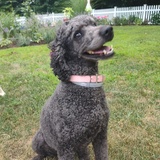 Entry image for Tilly 