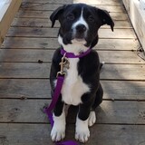 Entry image for Ripley