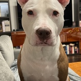 Entry image for Dottie