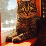 Entry image for Dexi