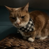 Entry image for Callie