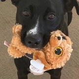 Entry image for Alice