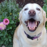 Entry image for Lexy 